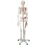 miniatuur 12 - Jago® Menschliches Skelett 181 cm Anatomie Lehrmodell Muskeln mit Ständer+Poster