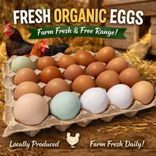 Bulk buy 150 x Fresh Organic/FreeRange Chicken Eggs (Eating) 