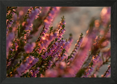 Gerahmtes Wandbild Poster Leinwanddruck Bild Blühende Heide