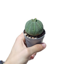 Euphorbia Obesa Ø6cm Cactus Kakteen Succulent Piante Grasse Kaktus Succulente #1