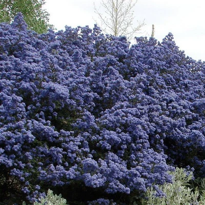 MESARBUSTES.COM Ceanothus impressus 'Puget Blue' - Céanothe persistante de "Santa Barbara" - Lil