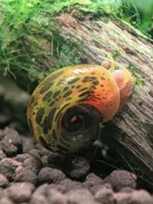 10 Leopard Ramshorn Snails  Free Plant  FREE SHIPPING 
