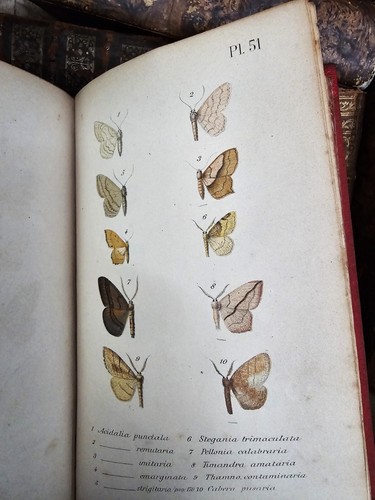 1873 ENTOMOLOGICAL FAUNA LEPIDOPTERA – DESCRIPTIONS OF ALL BUTTERFLIES Engraved - Picture 17 of 24