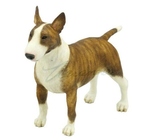 Box terrier pictures 2025