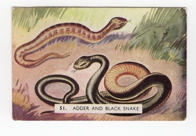 Sanitarium Australia 1952 - #51 An Adder and Black Snake