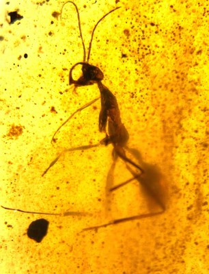 Burmese fossil burmite Cretaceous amber rare ant insect amber fossil Myanmar