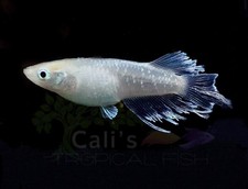 3 1 FREE Abi Medaka- Freshwater fish- Oryzias latipes-Rice Fish-FREE SHIPPING