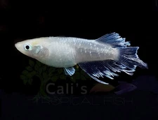 3+1 (FREE) Abi Medaka- Freshwater fish- Oryzias latipes-Rice Fish-FREE SHIPPING