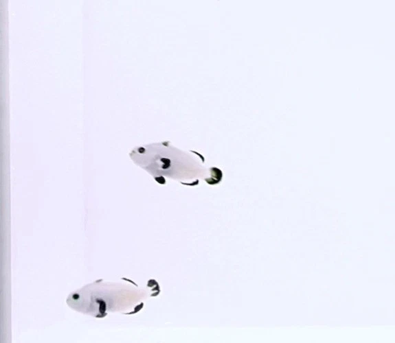 "Par de peces payaso tormenta de nieve grado A casi WYSIWYG Vip alta calidad 1,25""-1,5""" Foto 2 de 4