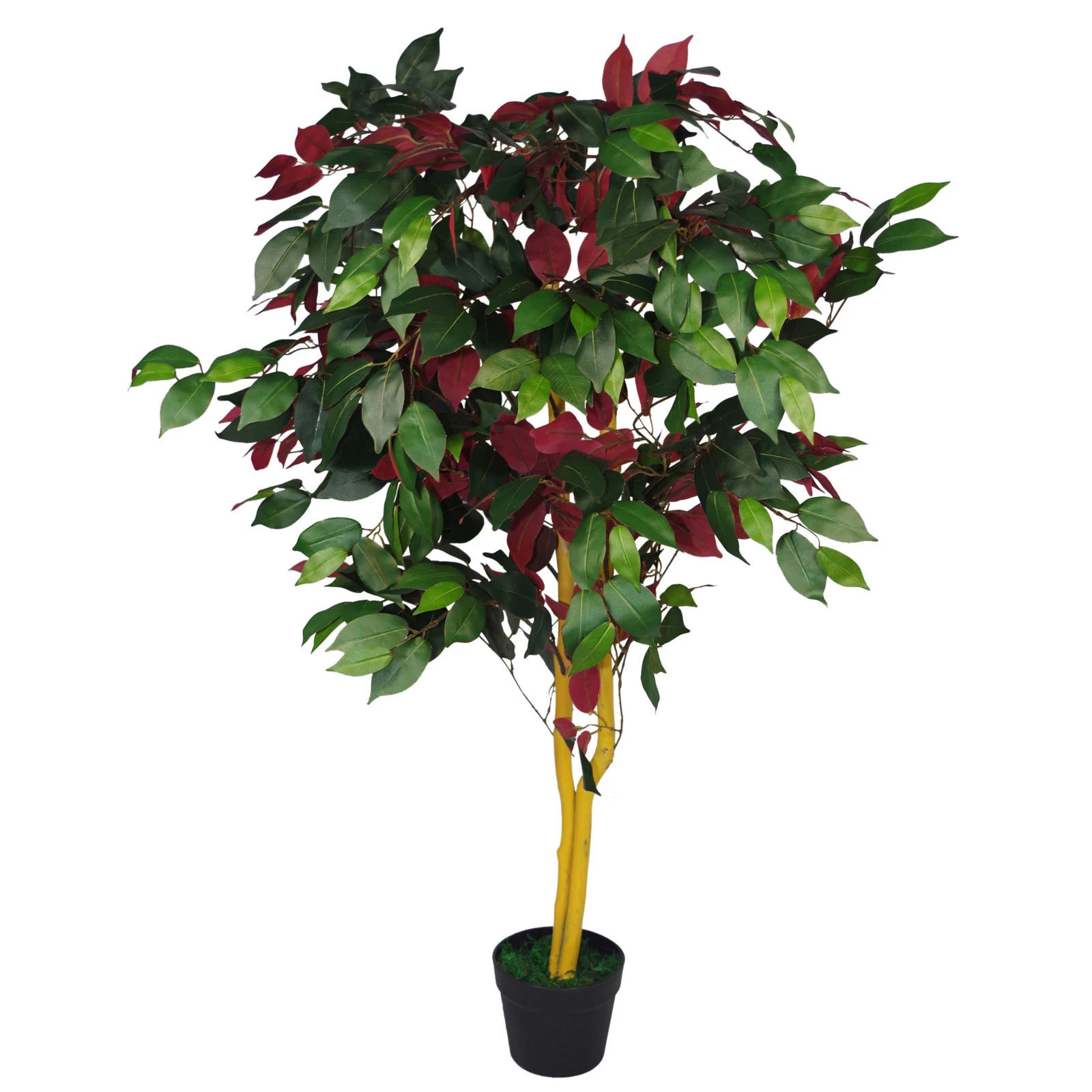 120cm Capensia Tree Ficus Plant - XL - 7102