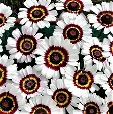 BEAUTIFUL Painted Daisy Seeds 100+ Seeds  BUY 4 GET FREE SHIPPING