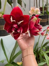 Pretty Imported Double Amaryllis Lily Dark Red Flower Bulb Pack Of 3 Bulb