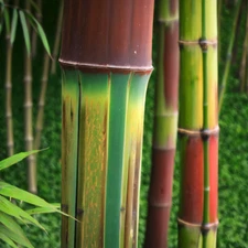 50 Bamboo Seeds Privacy Plant Garden Clumping Shade Screen " Harbin Inversa"