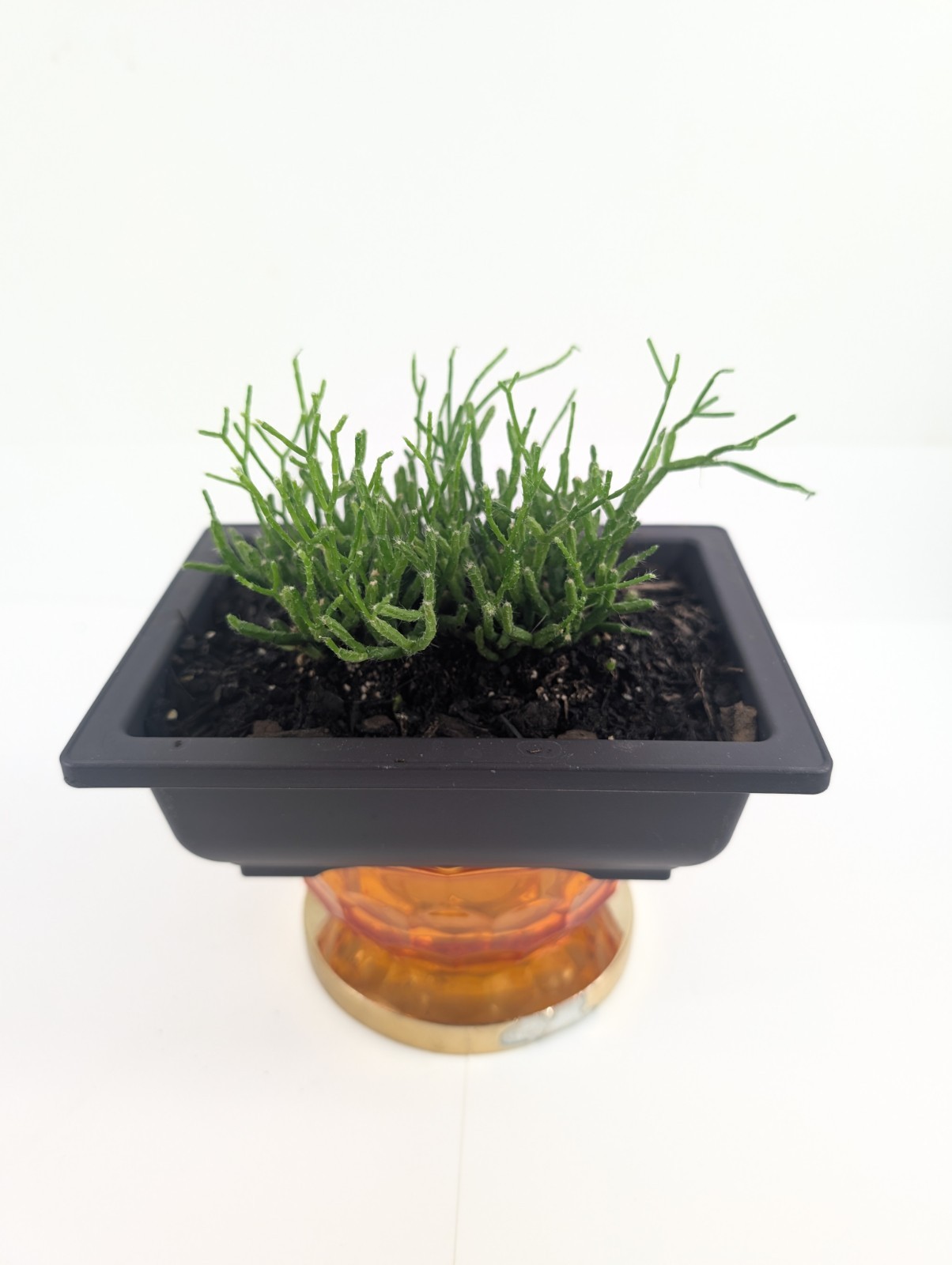 Rhipsalis Cereuscula "Coral Cactus" Live Tropical Plant 5 Inch Rectangle Pot