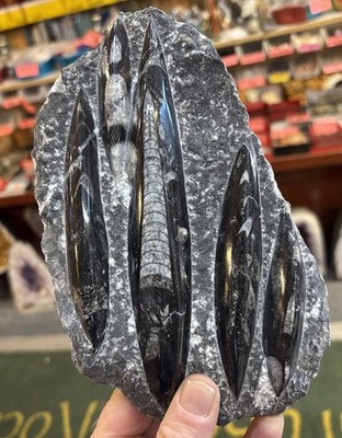   Nice Orthoceras Plate 7  X 5  Polished Devonian Fossils 2 Pounds 3.5 Ounces