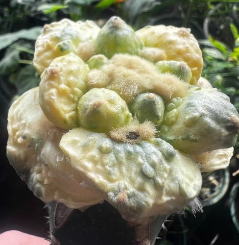 6.1cm liveSucculent plant Ariocarpus Fis Hybird 'Godzilla' WYSIWYG G ratfed - Picture 8 of 8