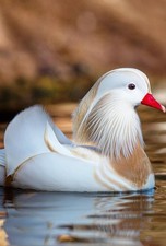 1 PURE WHITE SINGLES Exotic Mandarin Duck Hatching Eggs PRESALE