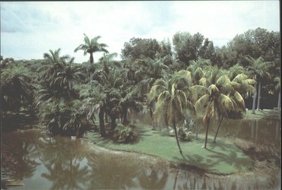 Vintage Fairchild Tropischer Garten Miami Florida Postkarte Palmen N. Hammer