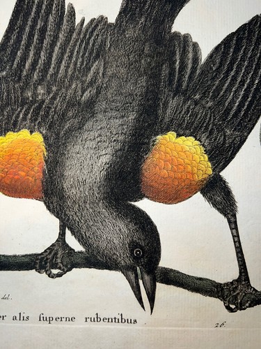 Antique Engraving Pl. 26 Mark Catesby Seligmann C1750 Hand Colored Blackbird