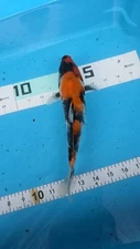 9in SHOWA  Japanese Koi Live Imported KoiGazer