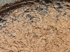 50 Tiny Blue Springtails Hypogastruridae Sp 