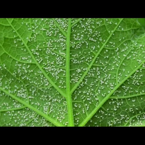 Insetticida per piante Abbattente Azione Rapida SOLABIOL - Anche per cocciniglie - Foto 8 di 8