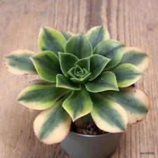 D7652 AEONIUM FLORESENS MACETA ABIGARRADA 6,5-H6-W11 cm MaMa Cactus