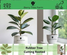 Ficus Robusta, Rubber Plant Cutting with Roots. Houseplant Air purifying 