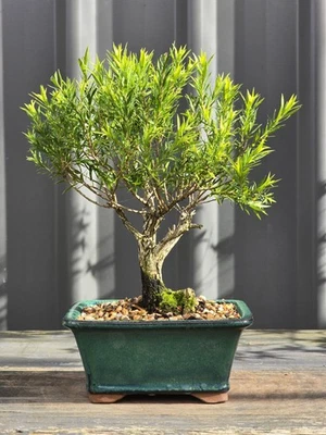 🌸Leptospermum Tea Tree Bonsai 🌸 Mature Trunk FREE EXPRESS POST with the pot - image 1 of 4