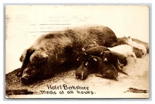 RPPC Farm Scene Comic Suckling Pigs Meals at All Hours 1911 Postcard R22