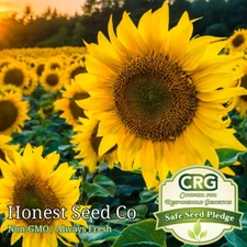 Black Oil Sunflower Seeds for Planting Attract Pollinators/Bees, etc | Non-GMO