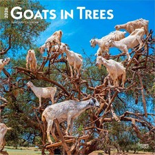 Goats in Trees Calendar 2026 | Square 30cm x 30cm | 100% Plastic Free