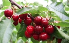 Pianta di ciliegio Giorgia vaso 20cm