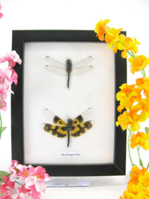 2 Real Beautiful Exotic Taxidermic Dragonflies in a Display Case - Mural 21