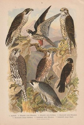 c1890 Falken Falke Falcons Falcon Raubvögel Vögel Vogel Chromolithographie