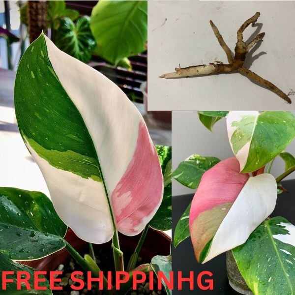 Planta de interior tropical rara Philodendron Pink Princess tricolor nodos enraizados vivos 3
