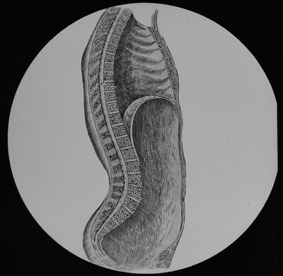 MENSCHLICHES ANATOMISCHES MEDIZINISCHES DIAGRAMM ZEIGT HÖHLEN UM 1890 Magisches Laternendia