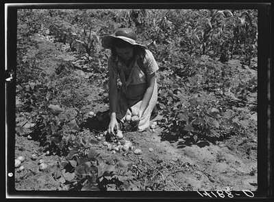 Photo:Southeast Missouri 1930s Labor Rehabilitation Woman Picking Potatoes