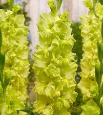 KIO Large Flowering Gladiolus- Top Size 12/14 cm Bulbs - US Seller