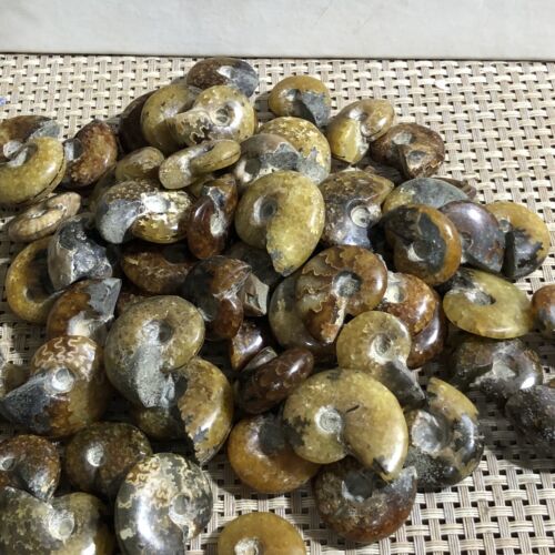 50pc PRETTY NATURAL Jade Pattern Ammonite FROM Madagascar - Picture 4 of 10