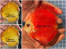 Pack of 3 Live Discus Fish 3.75" - 4"   Vibrant Aquarium Fish   Overnight Ship