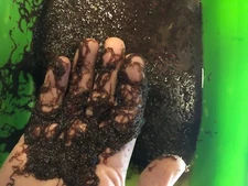 Premium Live Blackworms - FREE SHIPPING! Aquatic Delight for Your Fish! 20,000+