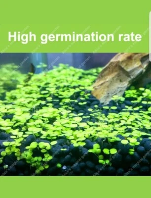 GREEN WATERS FISH TANK / AQUARIUM PLAN MINI-LEAF SEEDS "USA" EASY PLANT 50+ SEEDS UK SELLER