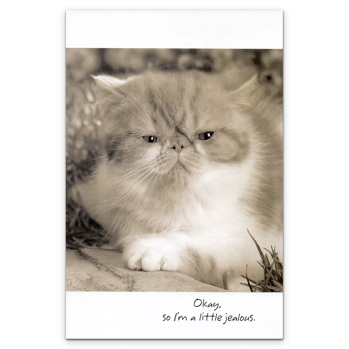 Premium Photo  Christmas gifts with persian cats, vintage filter image