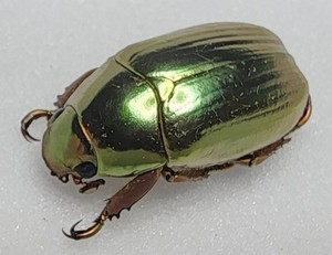 Chrysina guaymi 27.66mm Panama Rutelinae Jewel Scarab Beetle Insect TOP RARITY