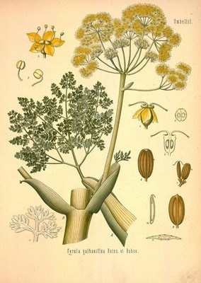 ''Ferula galbaniflua Boiss el Buse. Originalgetreue Abbildung; 30x45cm ''