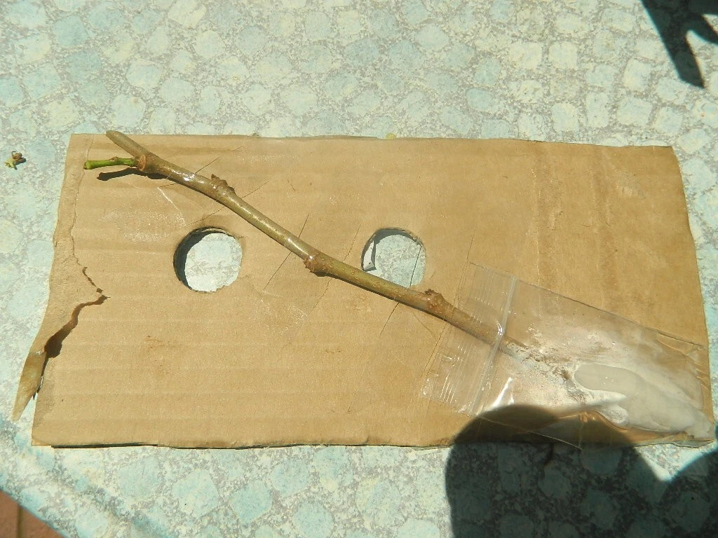 Picture 6 of 6