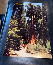 General Sherman Tree Sequoia National Park CA Redwood c1960s Vintage Postcard UP