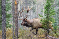 Bull Elk on the Move by Ken Archer Fine Art Print Wildlife Forest 18x26