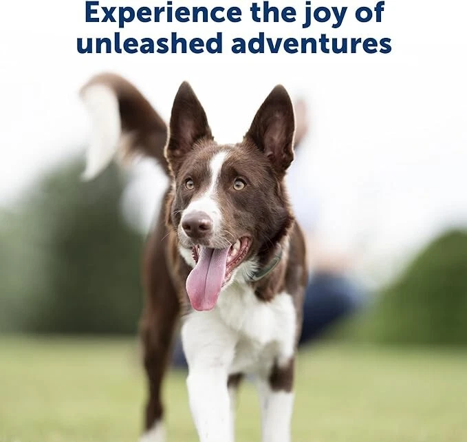 PetSafe 300 Yard Remote Trainer Collar PDT00-16117 Collar Medium To Large Dogs - Image 4 of 4